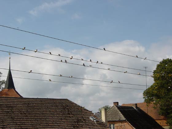 Picture of swallows gathering for departure