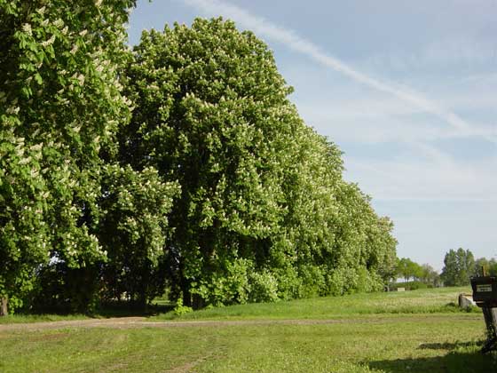 Picture of Chestnut trees near Bauerkuhl