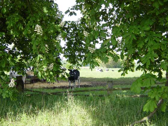 Picture of cows near Bauerkuhl Spring 2004