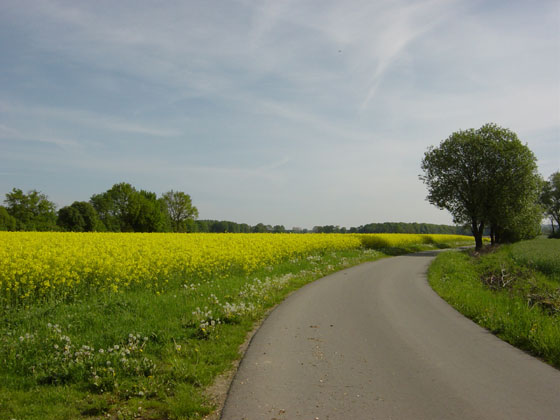 Picture of fields on road from Bauerkuhl to Brunow