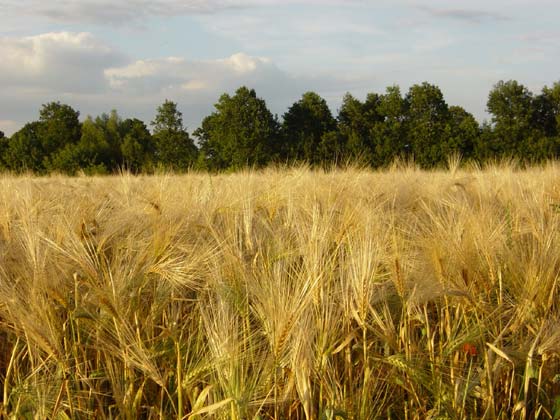 Picture of barley field on Lcknitzer Strasse