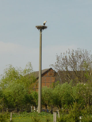 Picture of stork nest in Brunow (Spring 2003)