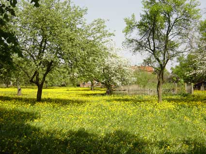 Picture of meadow with fruit trees in  Brunow (Spring 2003)