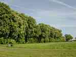 Picture of Chestnut Trees near Bauerkuhl