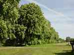Picture of Chestnut Trees near Bauerkuhl