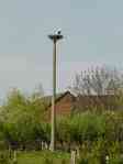 Picture of stork nest at Brunow